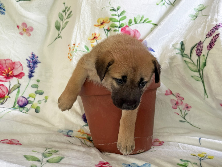 chinook puppy